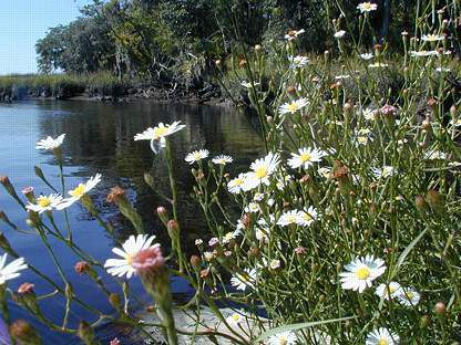 SALT MARSH ASTERS  www.sandyjones.com