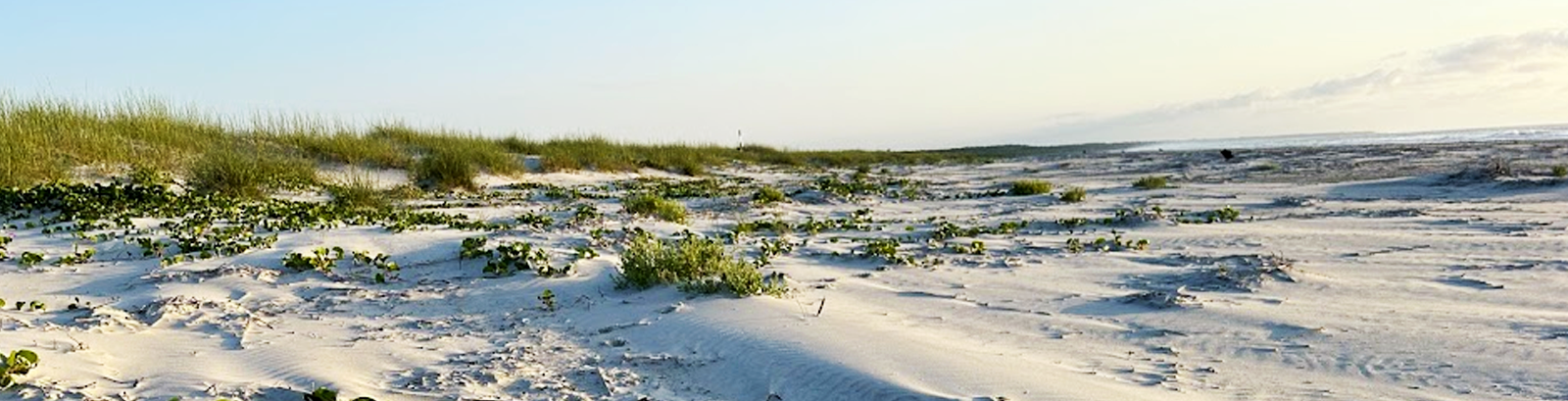 Maritime forest marsh grasses along the Georgia coast