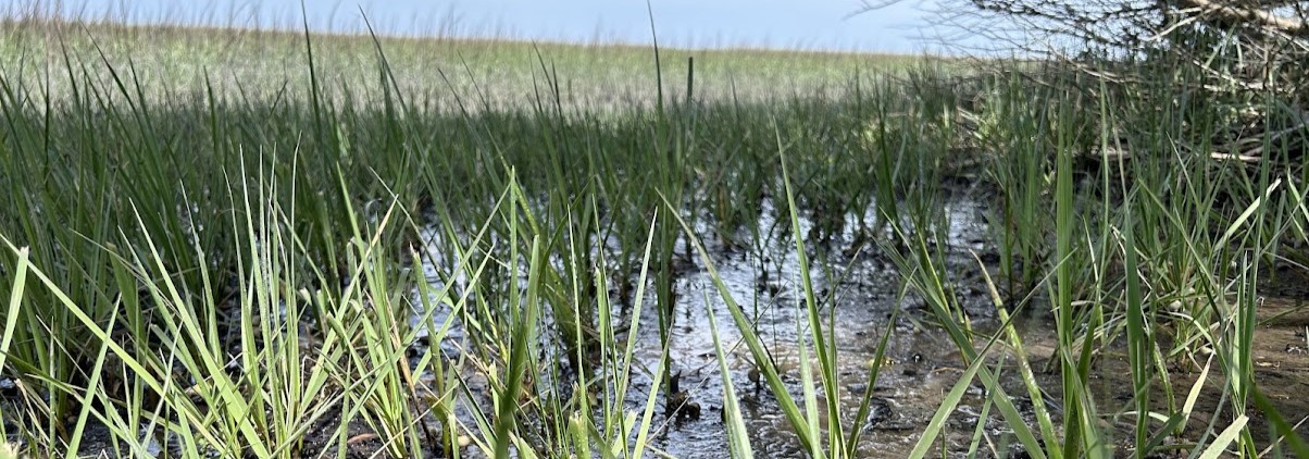 Maritime forest marsh grasses along the Georgia coast